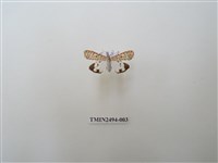 藏品(擬三色星燈蛾)的圖片